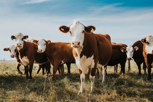 Powered by Cow Poo. Protecting you from Cow Pats.