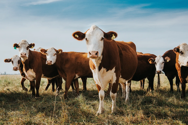 Powered by Cow Poo. Protecting you from Cow Pats.
